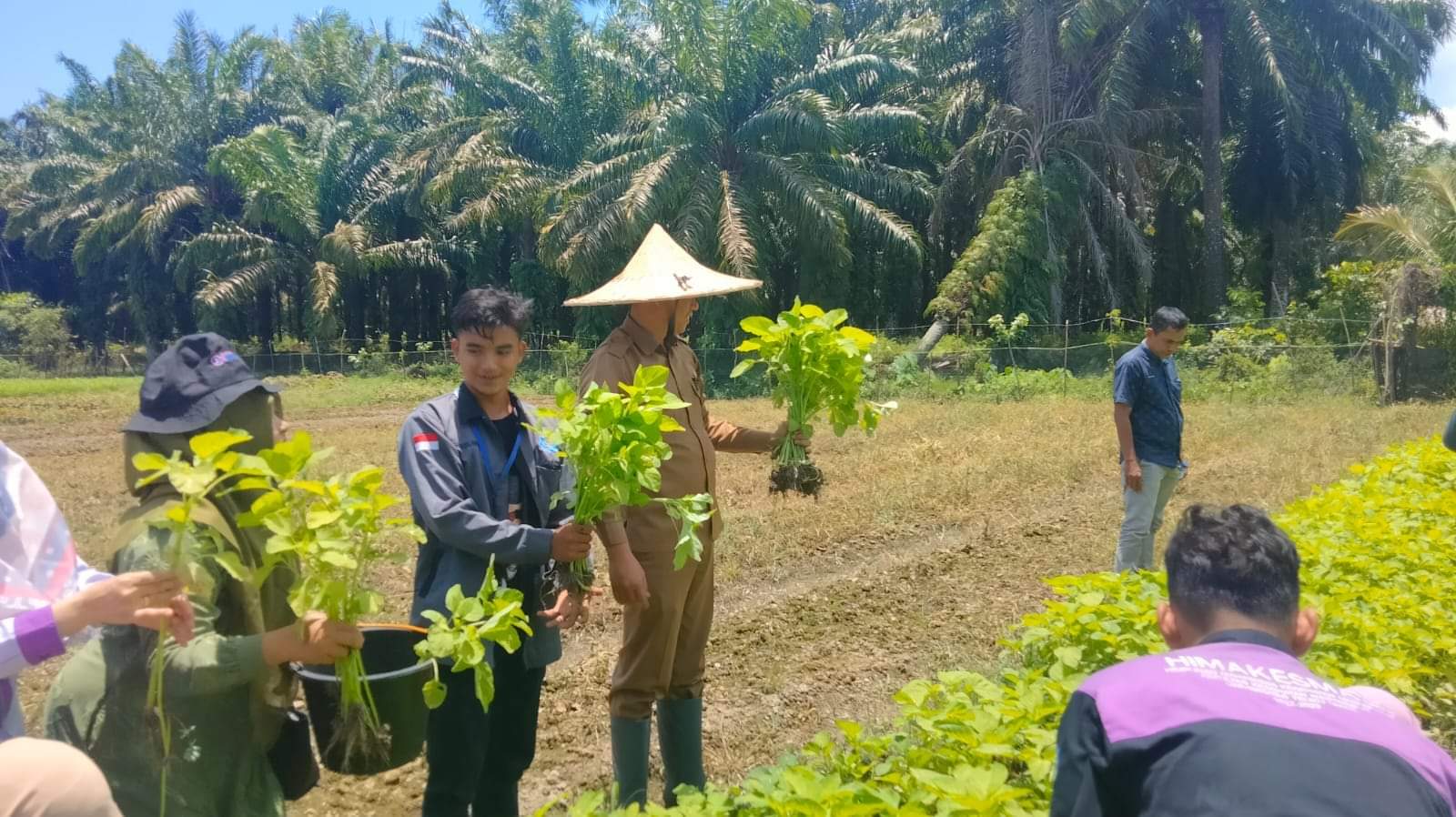 Camat Kuala Pesisir Pimpin Panen Raya Perdana Program PPK Ormawa Himakesmas UTU